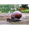 Crema Baba De Caracol Y Concha Nacar Estrias Marcas Arrugas