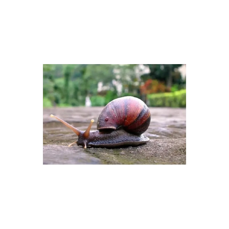Crema Baba De Caracol Y Concha Nacar Estrias Marcas Arrugas
