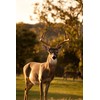 Wildlife Food Plot Blend & Forage Seed Mix by Eretz