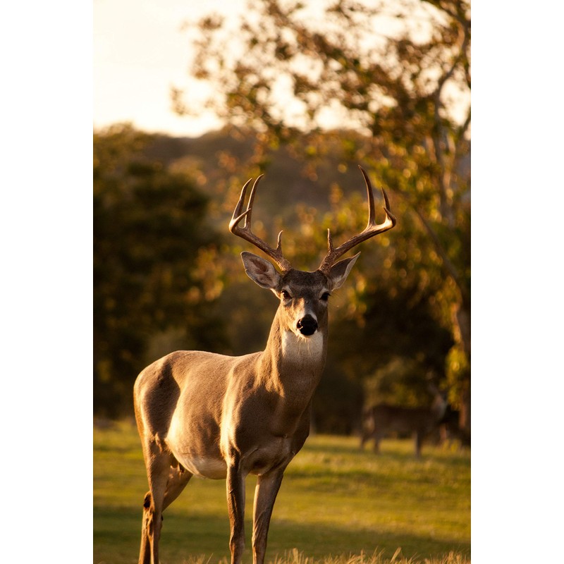 Wildlife Food Plot Blend & Forage Seed Mix by Eretz