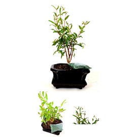 Dwarf Pomegranate Mame Bonsai Ceramic Pot - 9" Inch Live Plant Tree Indoor Yard
