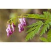 20 + Seeds Mixed Bleeding Heart Seeds Dicentra Spectabilis Shade