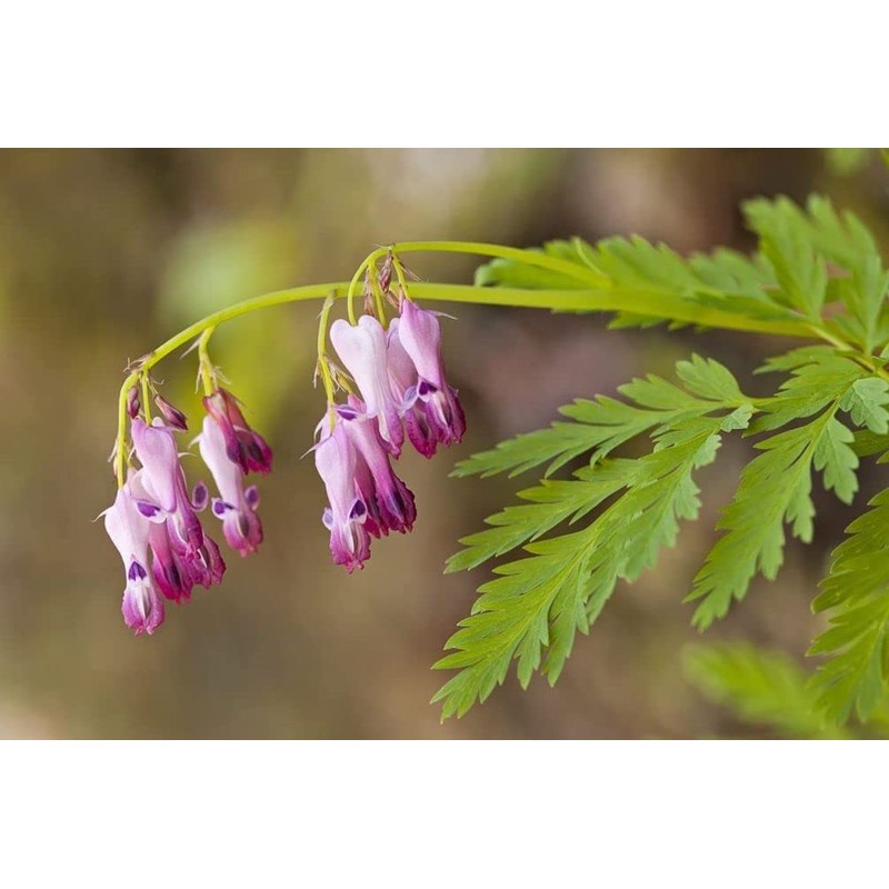 20 + Seeds Mixed Bleeding Heart Seeds Dicentra Spectabilis Shade