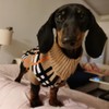 Puppy and Kitten Sweater, Knitted Sweater for Small Breed Dogs