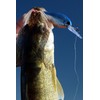 Bandit Walleye Shad - Coconut Candy - 3"