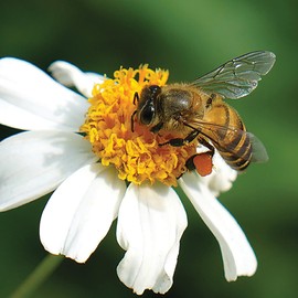 Amturf Roll & Grow Wildflower Garden Blanket, Pollinator Mix, 1' x 10', 10 sq ft