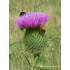 Bull Thistle (Cirsium vulgare) Seeds (100)