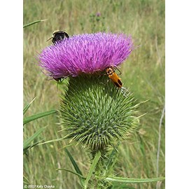 Bull Thistle (Cirsium vulgare) Seeds (100)
