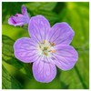 Everwilde Farms - 25 Wild Geranium Native Wildflower Seeds -