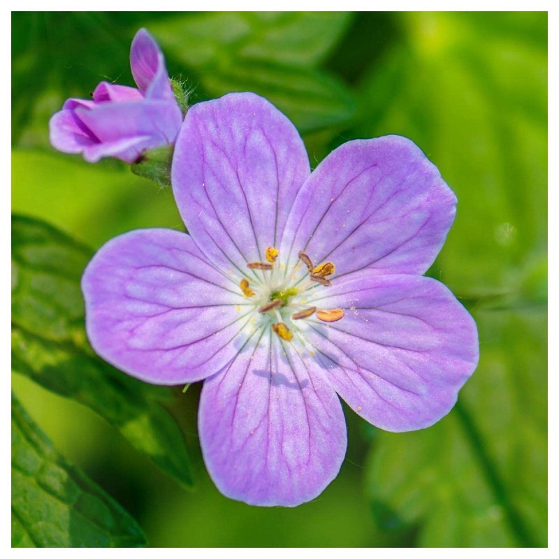 Everwilde Farms - 25 Wild Geranium Native Wildflower Seeds -