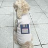 Azeeda 'Blue Floppy Disk' Pet Dog/Cat T-Shirt, M (PT00143838)