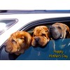 Shar Pei Dog Mothers Day Card