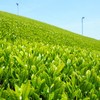 Yamashiro Bussan [Uji Tea Organic Green Tea Tea Pack, 15