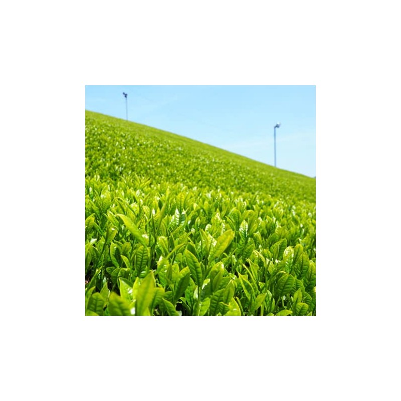 Yamashiro Bussan [Uji Tea Organic Green Tea Tea Pack, 15