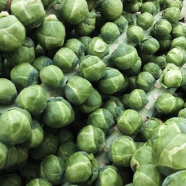 Gustus Hybrid Brussels Sprouts Seeds 25 Seed Ct