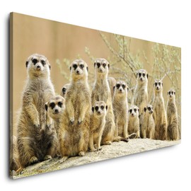 Paul Sinus Canvas Picture 120 x 60 cm Meerkat Family Cute Funny Africa Wilderness