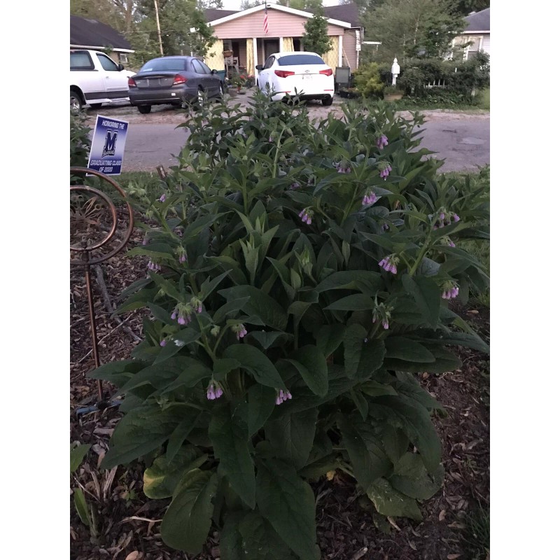 12 (1/2" to 1" Long) Comfrey (bocking 14) Root Cuttings
