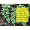 Better Food Mood Moringa Tea (50 Tea Bags) | Superfood