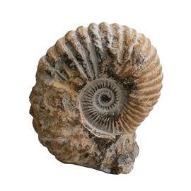 Kaltner Präsente Gift Idea – Fossilized Prehistoric Fossils: Untreated Natural Ammonite Calycoceras Sp. from Morocco/Educational Materials Fossils (Height 11-13 cm)