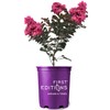 First Editions Plum Magic Crape Myrtle, Plum-Colored Flowering, Low-Maintenance, 12-18