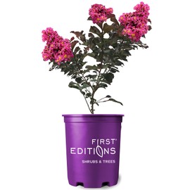 First Editions Plum Magic Crape Myrtle, Plum-Colored Flowering, Low-Maintenance, 12-18 in. Tree Height, 1 gal. Nursery Pot (Due to Agricultural Laws, we Cannot Ship to CA, AZ, AK, or HI)