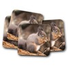 4 Set - Cute Squirrel Coaster - Wildlife Woodland Forest