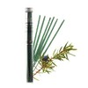 Amphora Aromatics Juniper Breeze Incense Sticks