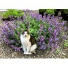 Catnip Seeds for Planting 100+ Seeds for Planting Non-GMO Catmint