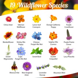 Honey Source Wildflower Seeds Mix for Honey Bees 1oz - Premium Annual and Perennial Flower Seed Mix – Bulk Planting for Pollinator