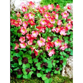 Shamrock Bulbs Seeds Creeping Oxalis Triangularis Organic Bulbs Plants Seeds for Planting (Iron Cross Oxalis Bulbs, 6, Count)
