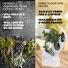 Il Pregio Fresh Herb Keeper and Storage Container - Premium