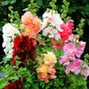 Seeds Hollyhock Major Mix Annual Beautiful Outdoor Garden Cut for