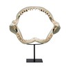 Design Toscano Shark's Jagged Jaws Statue