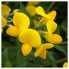 Everwilde Farms - 1/4 Lb Bird's Foot Trefoil Wildflower Seeds