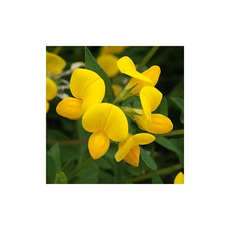 Everwilde Farms - 1/4 Lb Bird's Foot Trefoil Wildflower Seeds