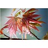 Wattez Japanese Maple - Brick Red and Star Like Leaves - 1 Year Live Plant