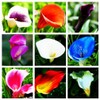 Calla Lily Seeds Beautiful Flowers - 100 Pcs Seeds