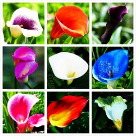 Calla Lily Seeds Beautiful Flowers - 100 Pcs Seeds