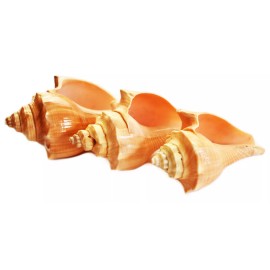 Set of 12 Vole Shells (3") Natural Seashell Medium Hermit Crabs Crafts Decor