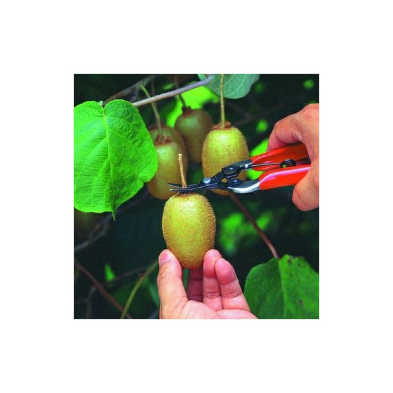 ARS HP-310 Curved Blade Fruit Pruner