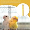 Flat Perches for Bird Cages | Cheese Wooden Bird Perch