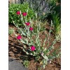 Rose Campion (Lychnis coronaria) 50 seeds