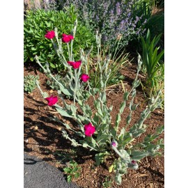 Rose Campion (Lychnis coronaria)  50 seeds