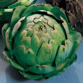 Park Seed Imperial Star Artichoke Seeds