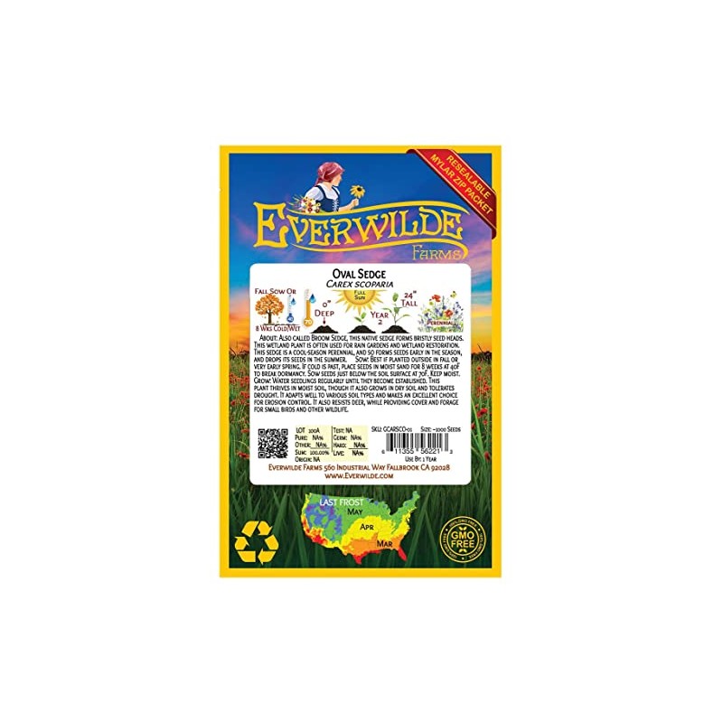 Everwilde Farms - 1000 Oval Sedge Native Grass Seeds -