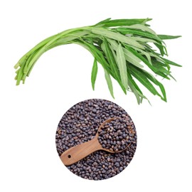600+ Premium Kangkong Seeds - Ong Choy - Rau Muong - Kong Xin CAI Seeds | High 97% Germination | Non-GMO | Vegetable Seeds for Planting | Made in USA