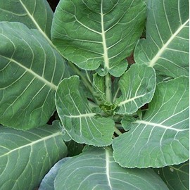 100 Seeds of Collard Green, Champion - 60 Days. Large White Veined Cabbage Like Leaves