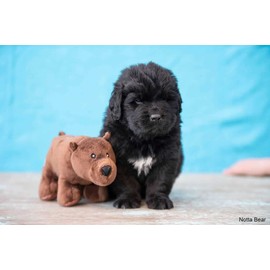 Spunky Pup Clean Earth Plush Bear | Made from 100% Recycled Water Bottles | Small,Brown,7262