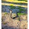 Rebar King Cobra Snake Hand Forged Iron Snake Garden Decor