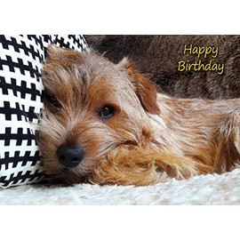 Norfolk Terrier Dog Birthday Card